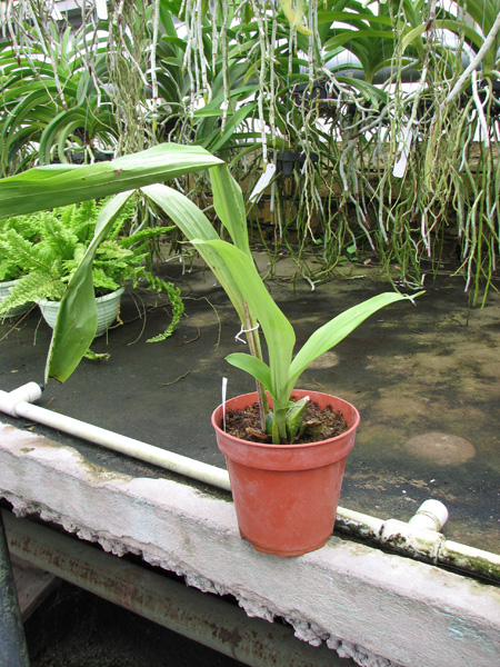 Lycaste skinneri alba x Lycaste Chita Sunset.jpg