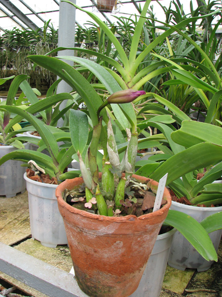 Laeliocattleya Mona Pink 'Hiromi'.jpg