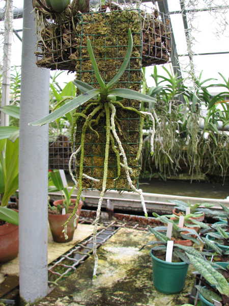 Angraecum rutenbergianum.jpg