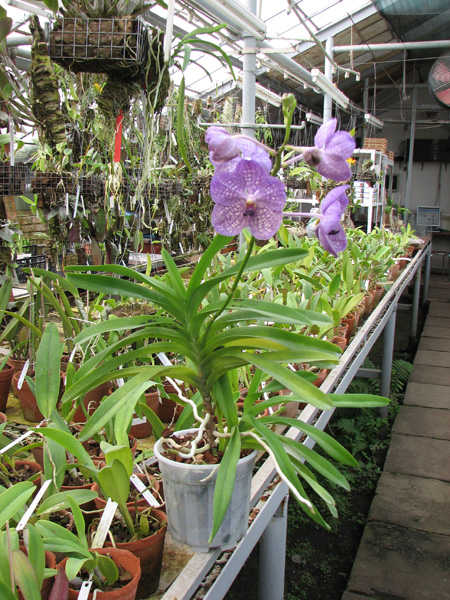 Vanda Bhimayothin x Vanda coerulea.jpg