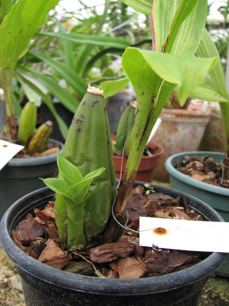 Angulocaste 'Joiceyi'.jpg