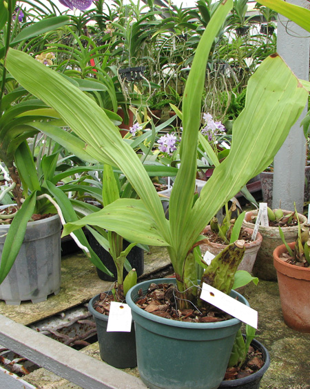 Angulocaste 'Suprice'.jpg