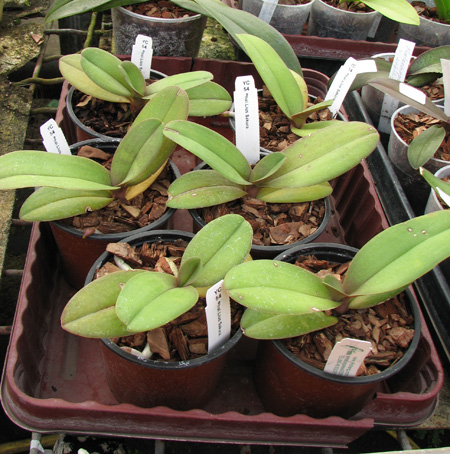 Doritaenopsis Lius Sakura.jpg