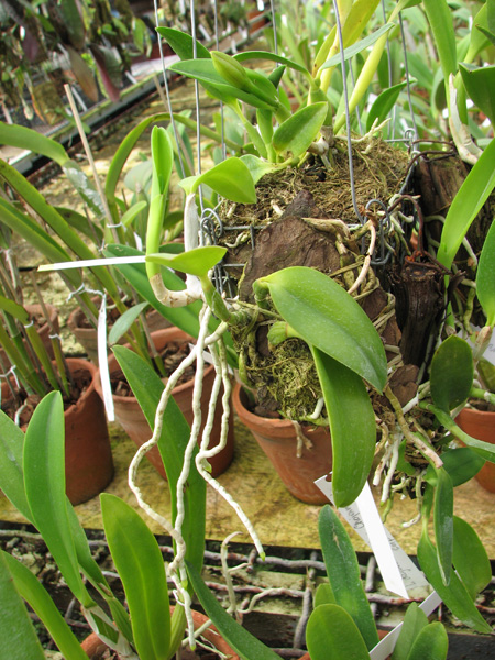 Laelia dayana tipo x self.jpg