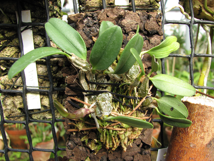 Dendrobium jenkinsii.jpg