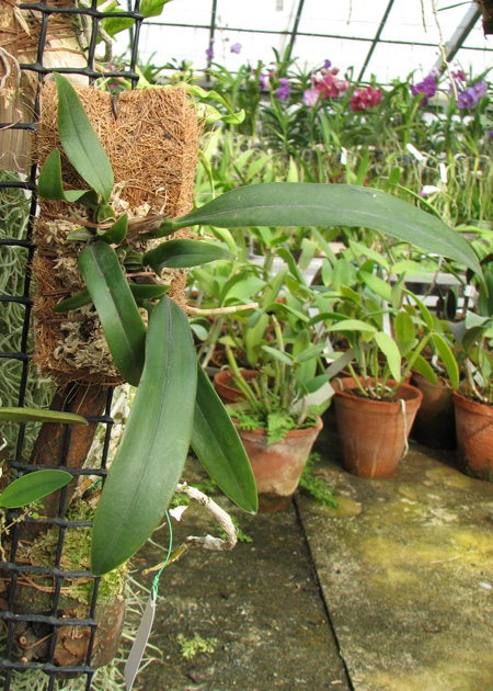 Bulbophyllum longissimum.jpg