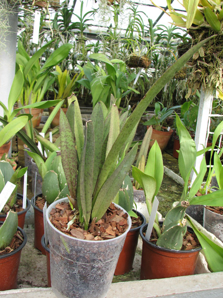 Psychocentrum Rio's Mariposita 'ORCHIS'.jpg