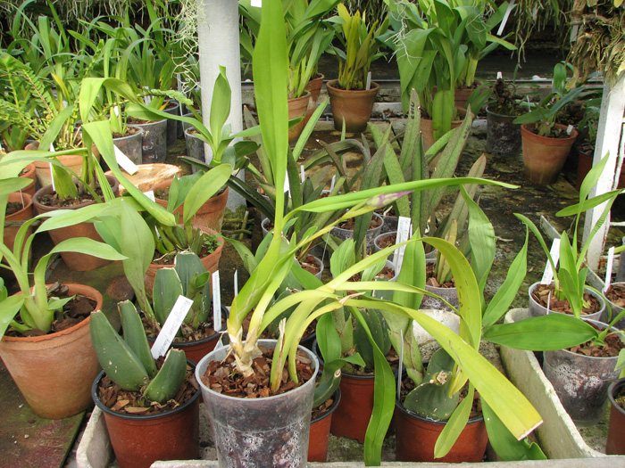 Miltonia spectabilis.jpg