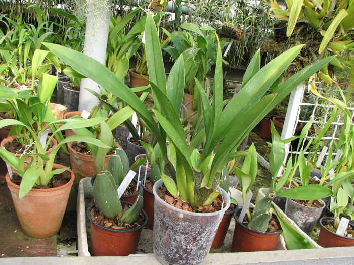 Zelglossoda Calico Gem 'Green Valley #1'.jpg