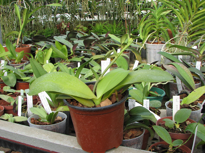 Doritaenopsis Sogo Sweet 'Sogo' x Phalaenopsis Joy Spring Canary 'Japan Peach'.jpg