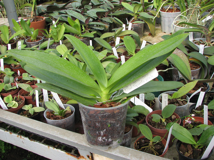 Phalaenopsis cornu-cervi x equestris.jpg