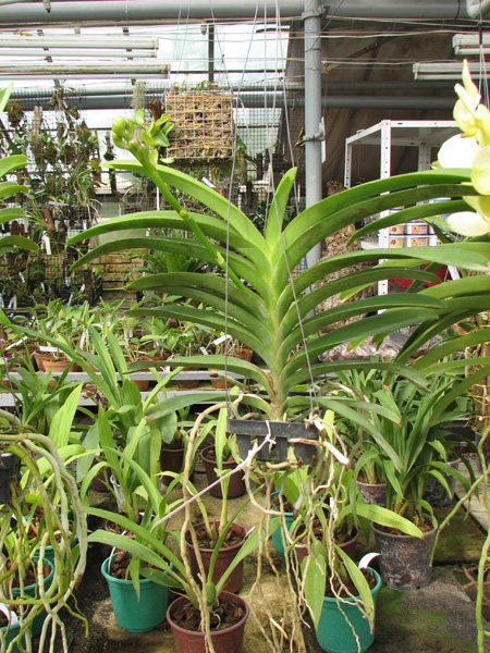 Vanda Tokyo Blue.jpg