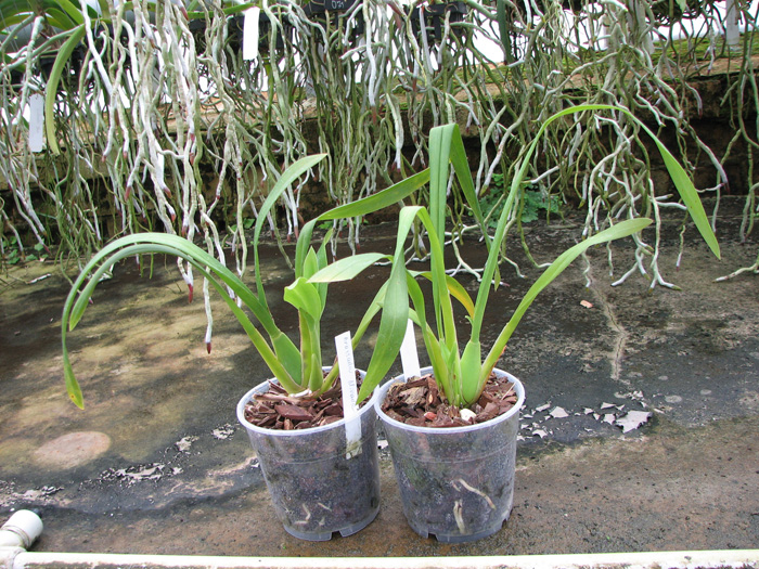 Brassada Mivada (Brassia brachiata X Ada aurantiaca).jpg