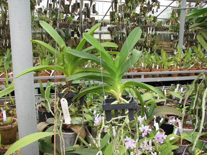 Vanda Pak Chong Blue.jpg