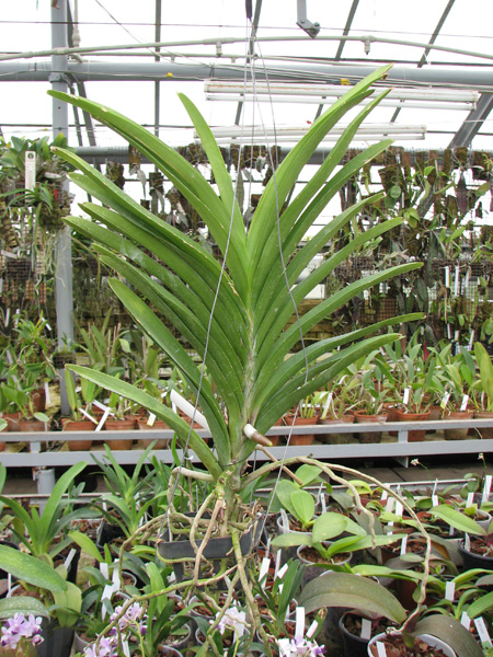 Ascocenda Princess Mikasa Blue.jpg