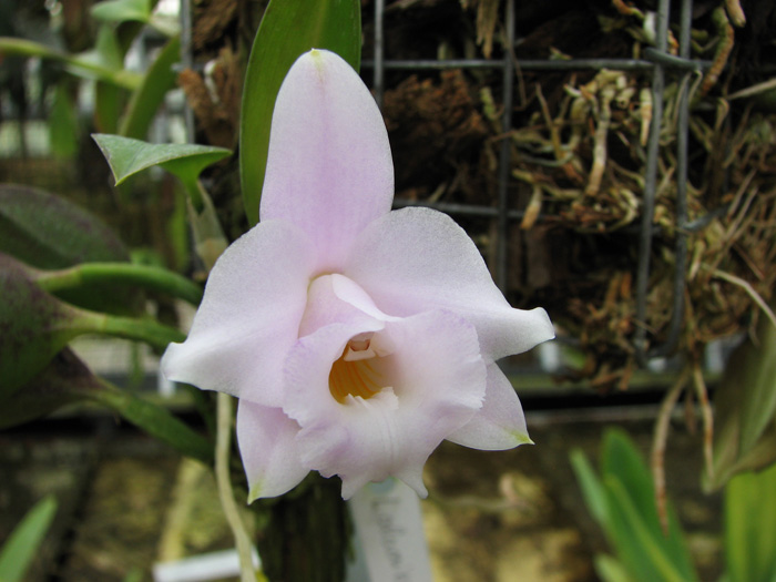 Laelia alaori escura II x Laelia alaori escura I.jpg