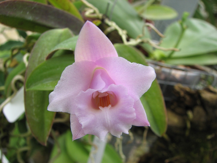 Laelia alaori escura x self.jpg