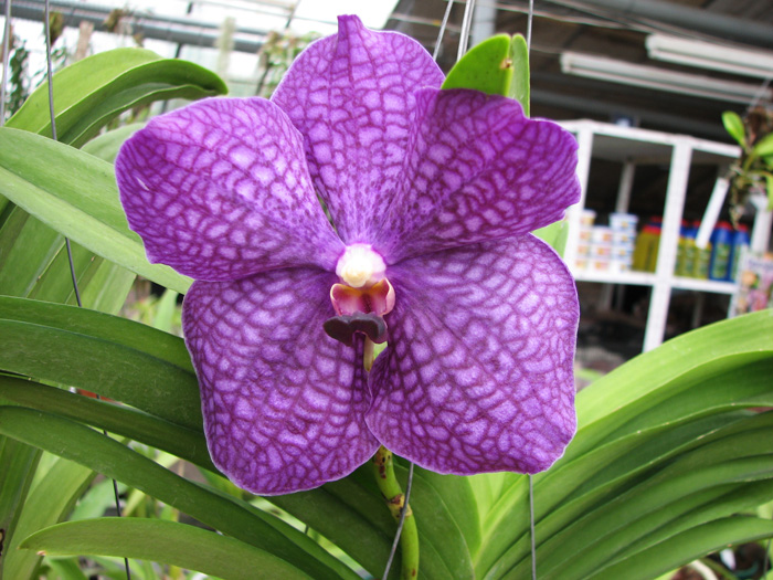 Vanda Doctor Anek - Katsuulea.jpg
