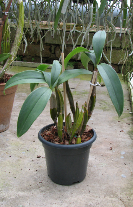 Dendrobium griffithianum.jpg