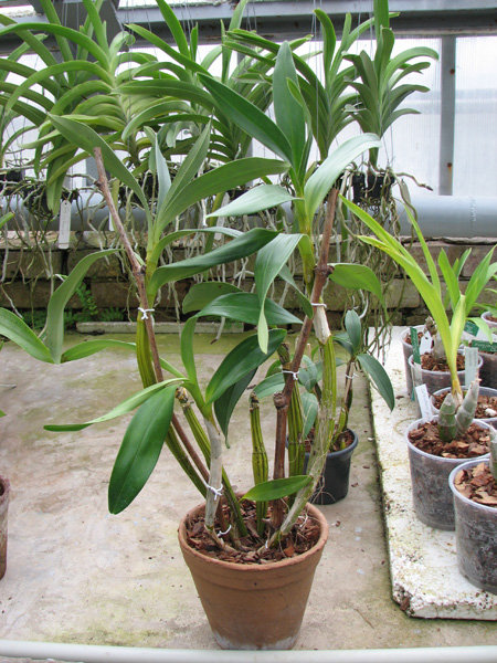 Dendrobium chrysotoxum.jpg