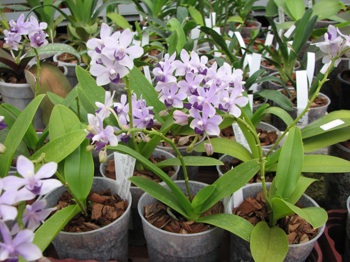 Doritaenopsis Kenneth Schubert x Doritaenopsis Purple Martin x Doritis pulcherrima 'Blue'.jpg