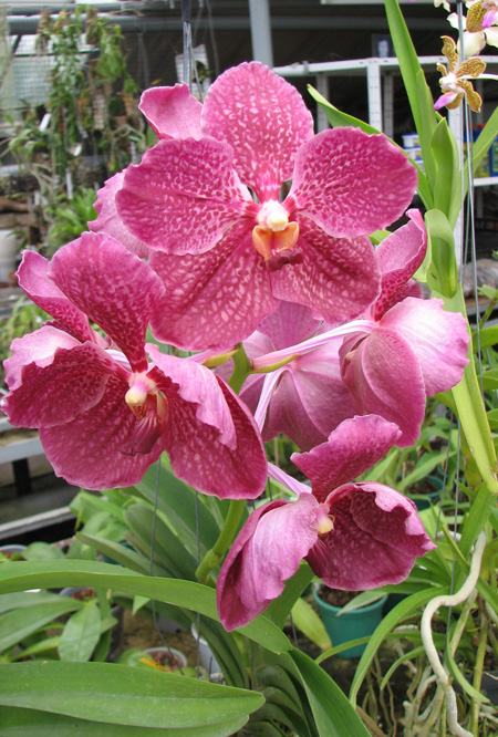 Ascocenda Miami Brown Spots x Vanda Pacharee Delight.jpg