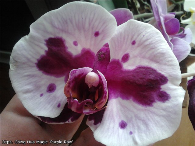 Dtps. Ching Hua Magic 'Purple Rain' 2.jpg