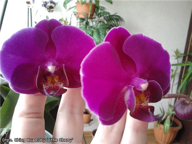 Dtps. Ching Hua Ruby 'Little Cherry'.jpg