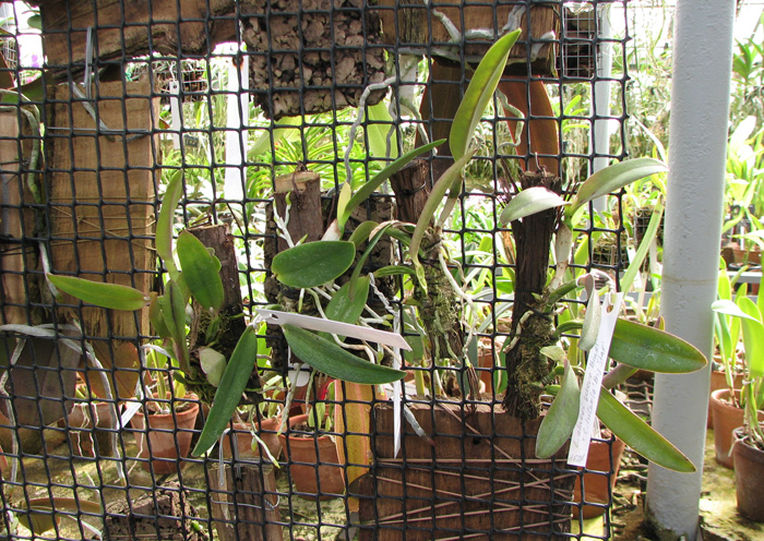 Laelia alaori suave 'Binot' x Cattleya luteola 'Big Star'.jpg