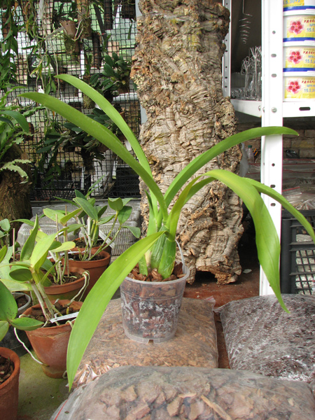 Brassia Enteral Wind 'Summer Dream'.jpg