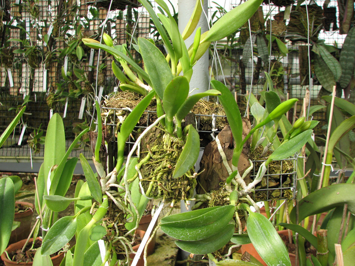 Laelia dayana coerulea 'Chojamaru' x SELF.jpg