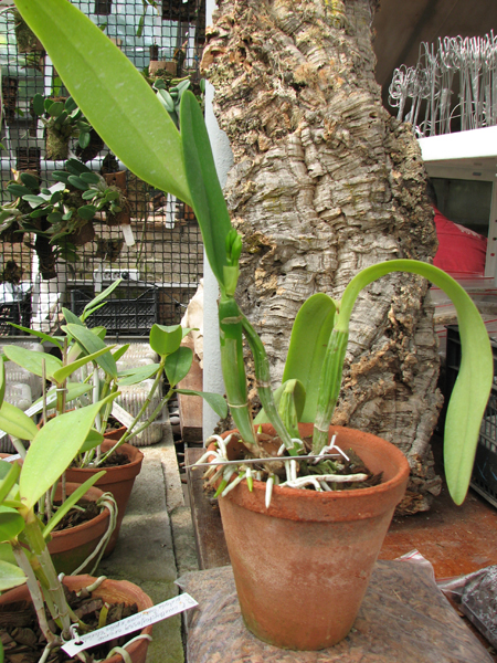Laeliocattleya Azul Madoka 'Hsinying Blue Star'.jpg