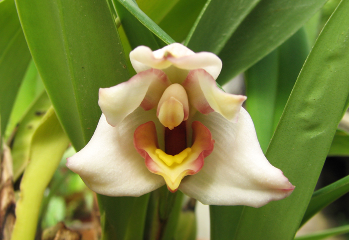 Maxillaria huebschii.jpg