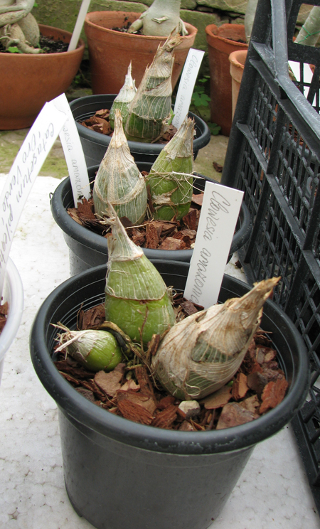 Clowesia amazonica.jpg