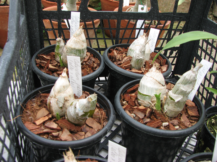 Catasetum pileatum (albo x albo).jpg