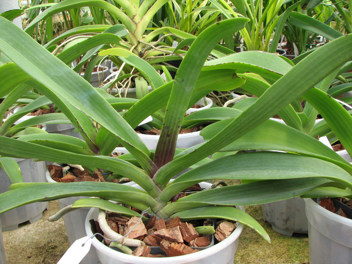 Rhynchostylis gigantea red.jpg