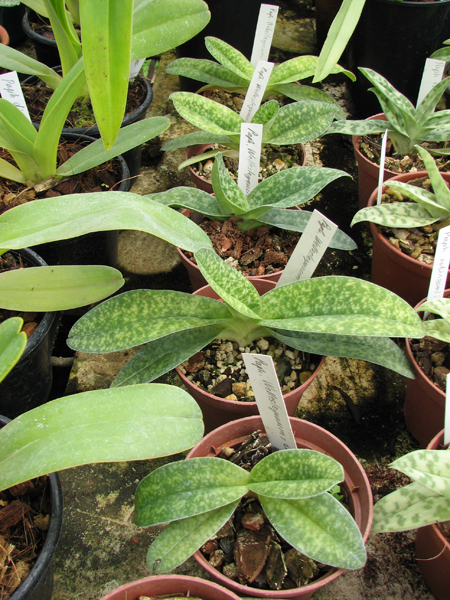 Paphiopedilum Wellesleyanum x delenatii fma album.jpg