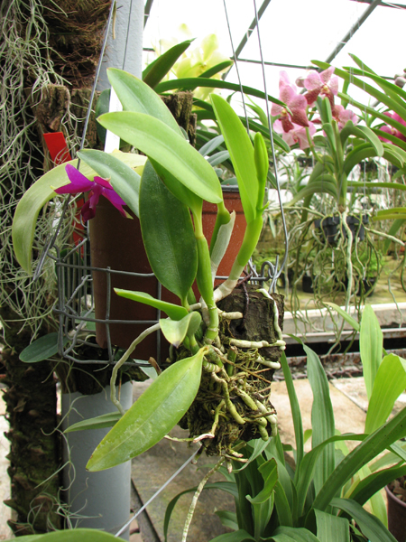 Laelia dayana coerulea 'Chojamaru'.jpg