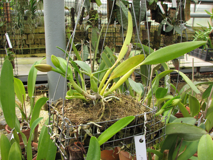 Sophrolaeliocattleya Pink Doll 'Garnet Sea'.jpg