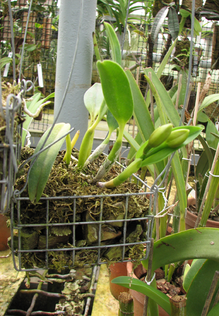 Sophrolaeliocattleya Fire Lighter 'Janet'.jpg