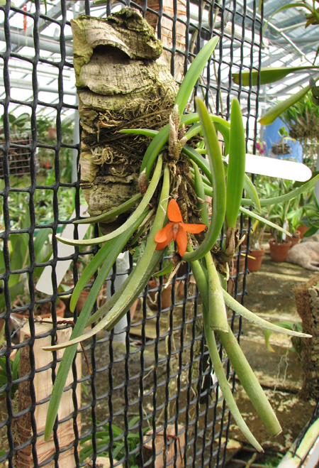Ceratostylis rubra.jpg