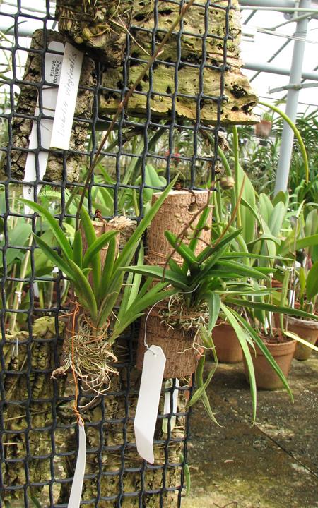 Oncidium (Tolumnia) Jairak Hybrids.jpg
