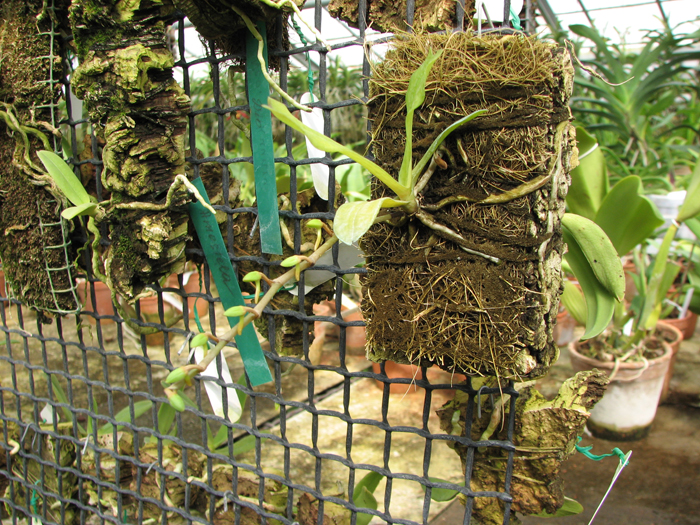 Aerangis mystacidii.jpg