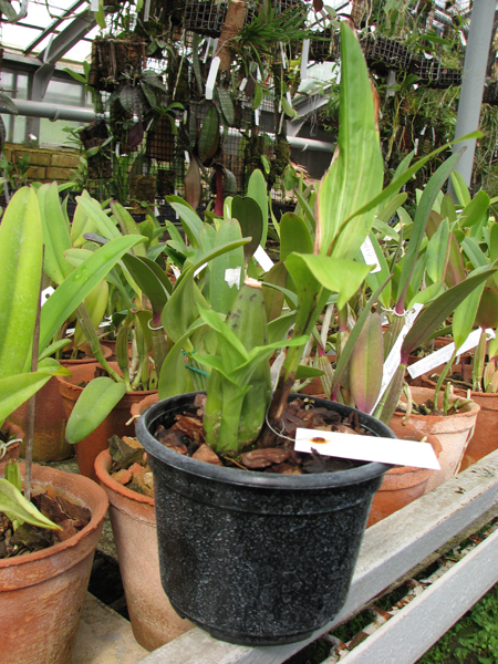 Angulocaste 'Joiceyi'.jpg