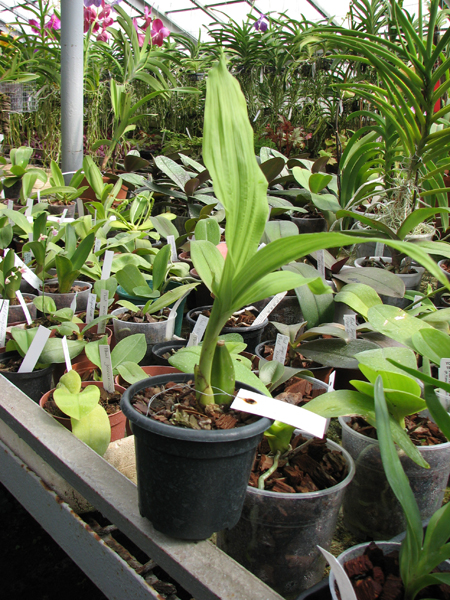 Anguloa Rolfei x Lycaste Erin Harmony.jpg