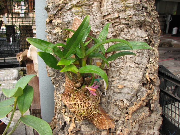 Dendrobium bracteosum x laevifolium.jpg