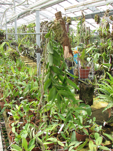 Dendrobium aphyllum.jpg