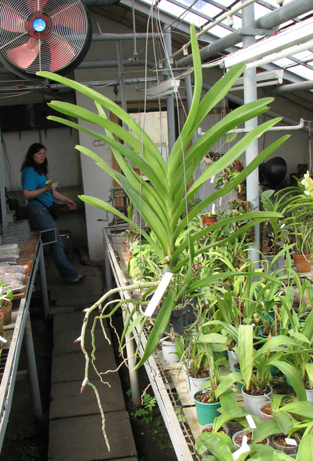 Ascocenda Princess Mikasa Pink.jpg