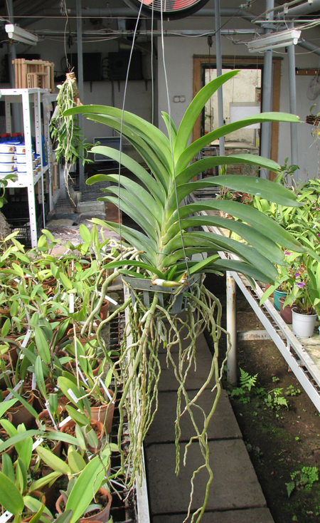 Vanda Somsri Pink x Vanda Golamcos Blue Magic.jpg