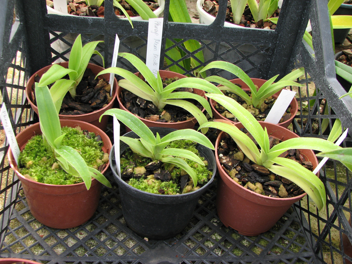 Phragmipedium Memory Dick Clements.jpg